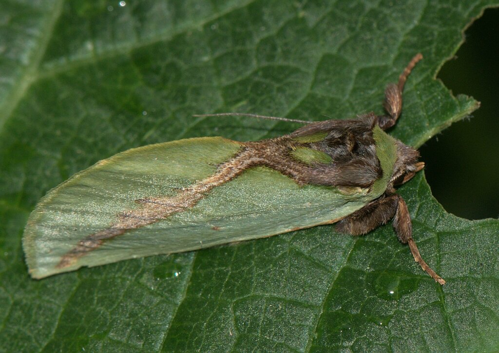 Cyphanta