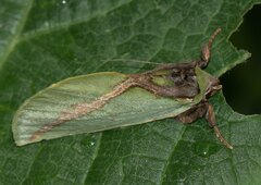 Cyphanta xanthochlora