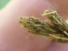 Carex petasata