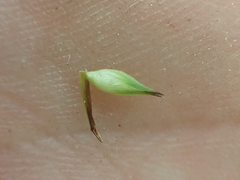 Carex petasata