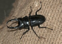 Dorcus nepalensis