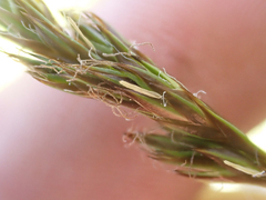 Carex petasata