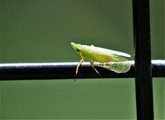 Rhynchomitra recurva