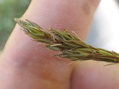 Carex petasata