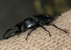 Dorcus nepalensis
