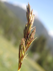 Carex petasata