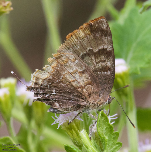 Gold-bordered Hairstreak photo 3