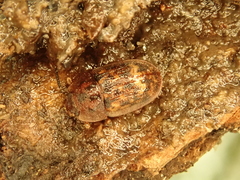 Soronia punctatissima