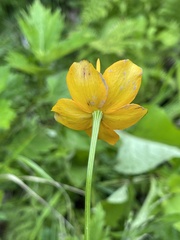 Trollius chinensis