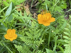 Trollius chinensis