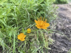 Trollius chinensis