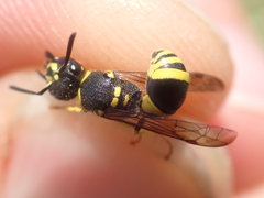 Ancistrocerus gazella