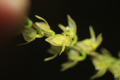 Pleurothallis revoluta