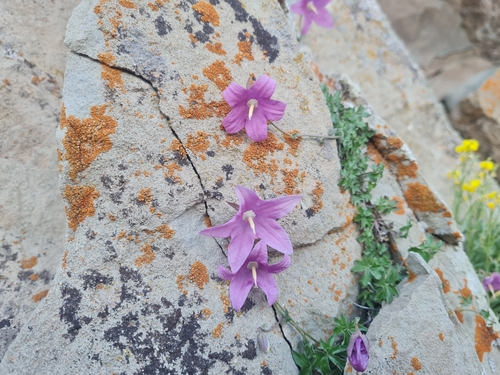 Campanula zangezura, photograph 1