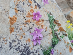 Campanula zangezura