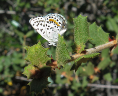 Euphilotes battoides