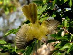 Apalis flavida neglecta