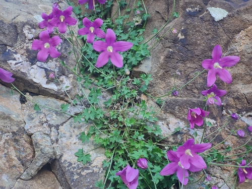 Campanula zangezura