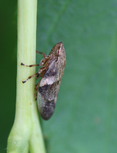 peniarka jelšová (Aphrophora alni)