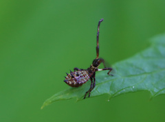Coreus marginatus