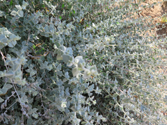 Brickellia nevinii