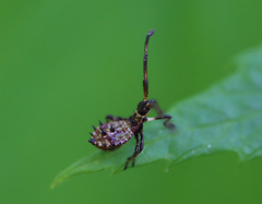 Coreus marginatus