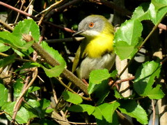 Apalis flavida neglecta
