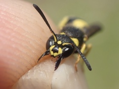 Ancistrocerus gazella