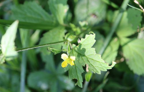 kuklík mestský (Geum urbanum)