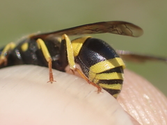 Ancistrocerus gazella