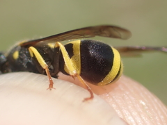 Ancistrocerus gazella
