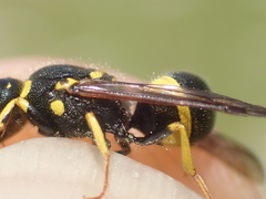 Ancistrocerus gazella