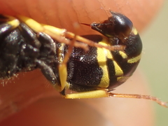 Ancistrocerus gazella