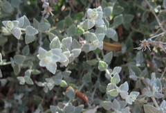 Brickellia nevinii