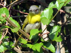 Apalis flavida neglecta
