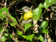 Apalis flavida neglecta