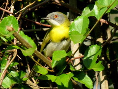 Apalis flavida neglecta