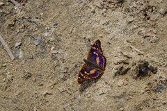 Apatura ilia