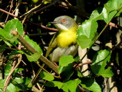 Apalis flavida neglecta