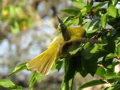 Apalis flavida neglecta