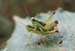 Odontopodisma schmidtii