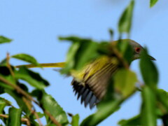 Apalis flavida neglecta