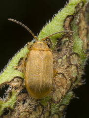 Galerucella pusilla