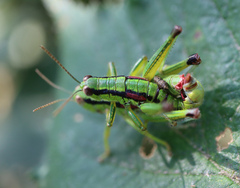 Odontopodisma schmidtii