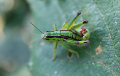 Odontopodisma schmidtii