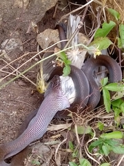 Boaedon fuliginosus
