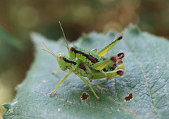 Odontopodisma schmidtii