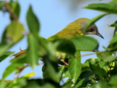 Apalis flavida neglecta