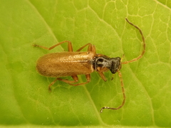 Rhagonycha testacea