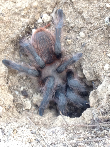 Texas Brown Tarantula